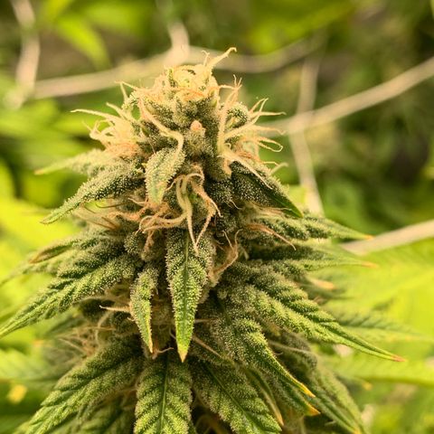 Big Hunk growlog timeline photo