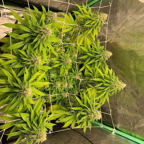 Big Hunk growlog timeline photo