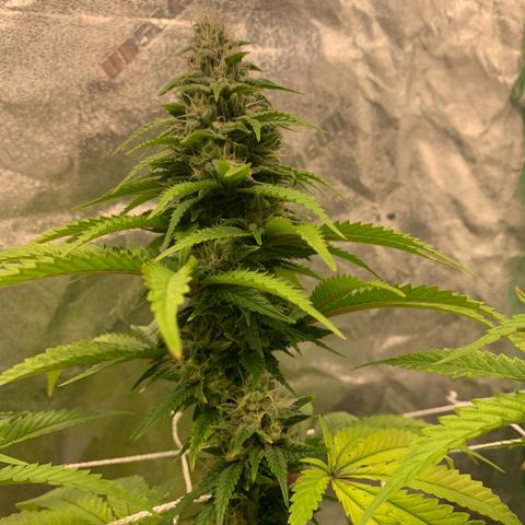 Big Hunk growlog timeline photo