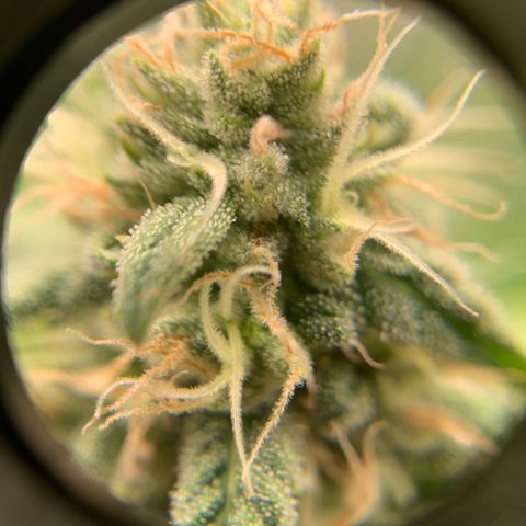 Big Hunk growlog timeline photo