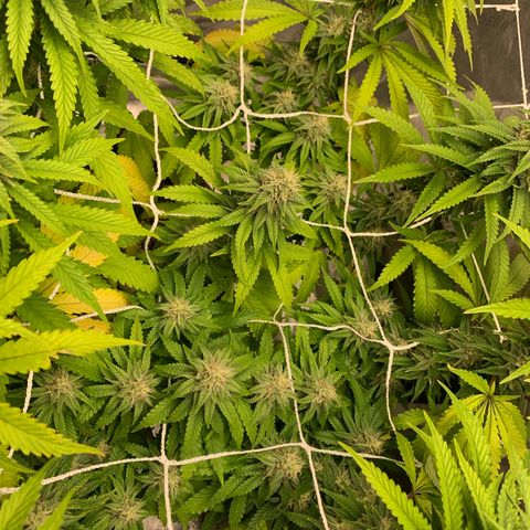Big Hunk growlog timeline photo