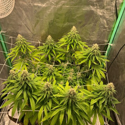 Big Hunk growlog timeline photo