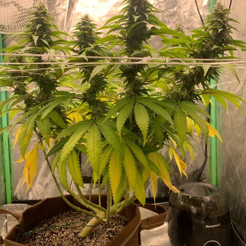 Big Hunk growlog timeline photo