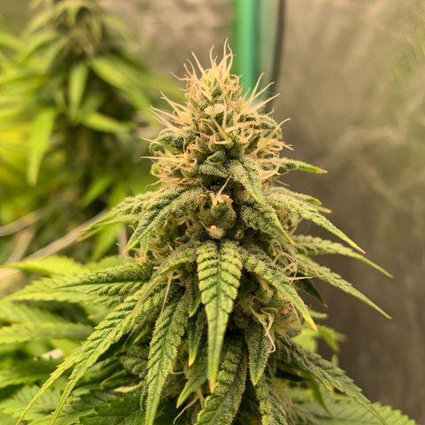 Big Hunk growlog timeline photo