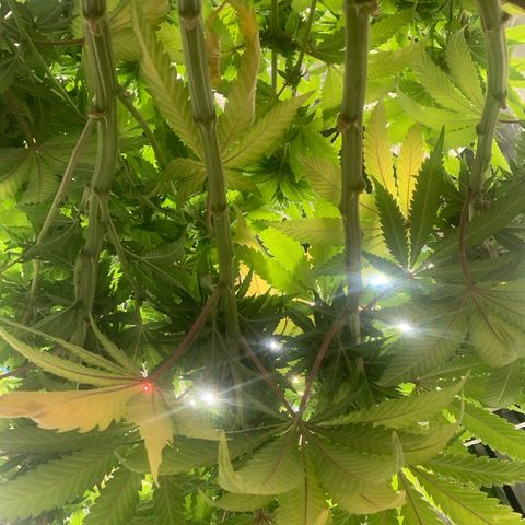 Big Hunk growlog timeline photo