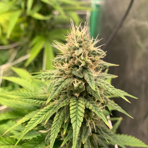 Big Hunk growlog timeline photo