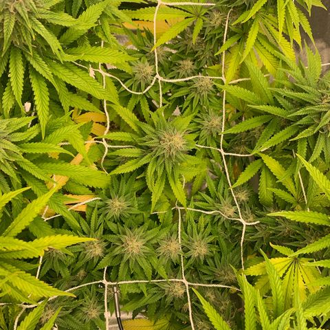 Big Hunk growlog timeline photo