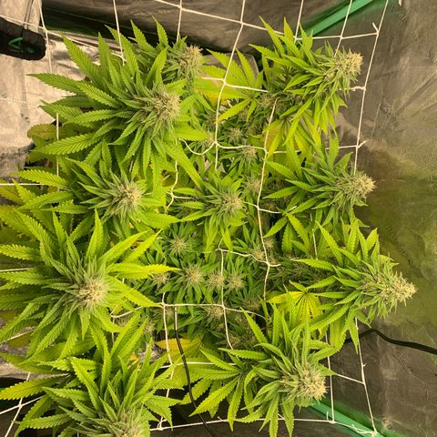 Big Hunk growlog timeline photo
