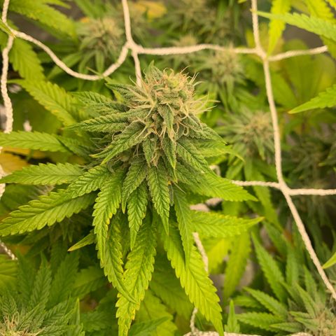 Big Hunk growlog timeline photo