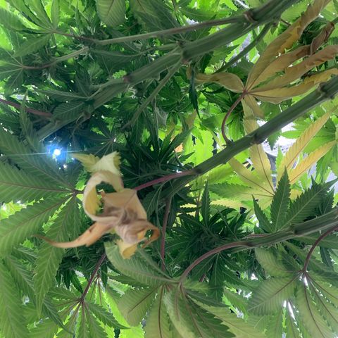 Big Hunk growlog timeline photo