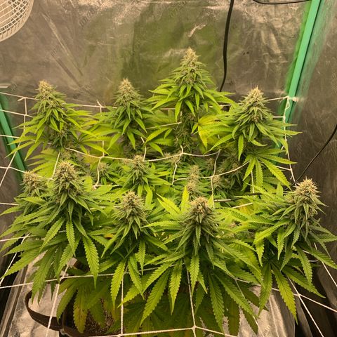 Big Hunk growlog timeline photo