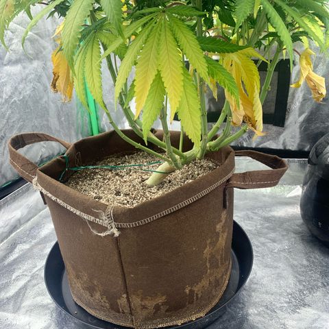 Big Hunk growlog timeline photo