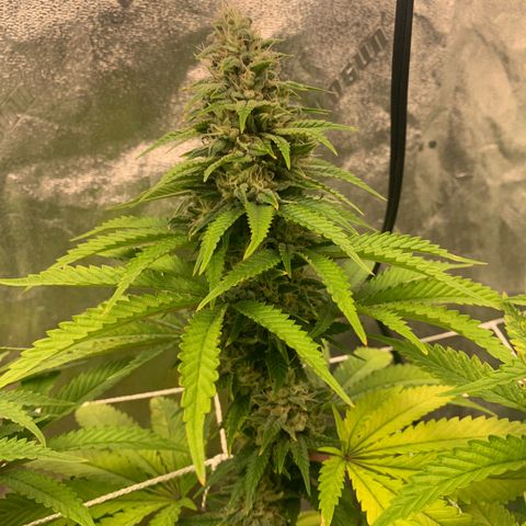 Big Hunk growlog timeline photo