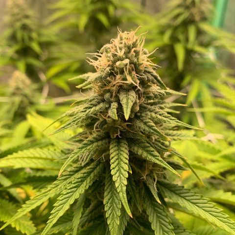Big Hunk growlog timeline photo