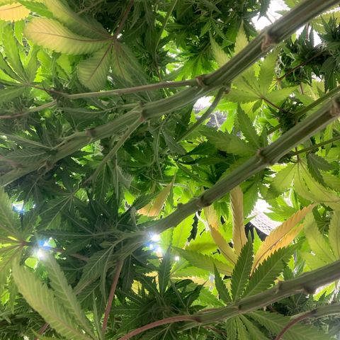 Big Hunk growlog timeline photo