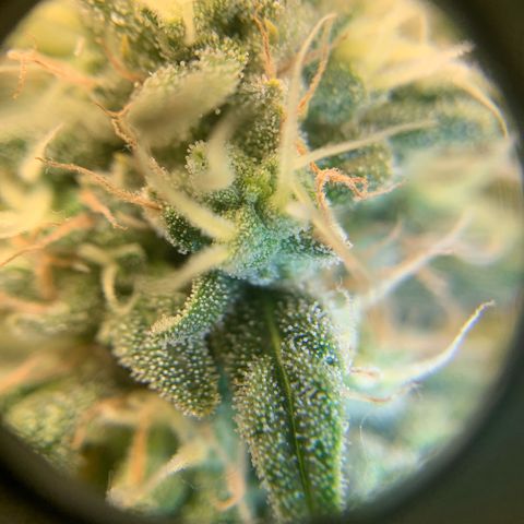 Big Hunk growlog timeline photo