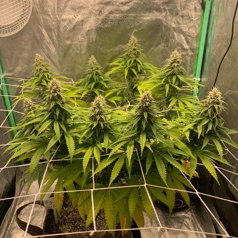 Big Hunk growlog timeline photo