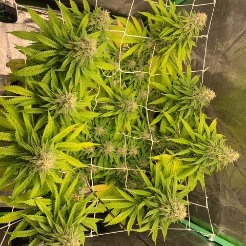 Big Hunk growlog timeline photo