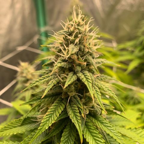 Big Hunk growlog timeline photo
