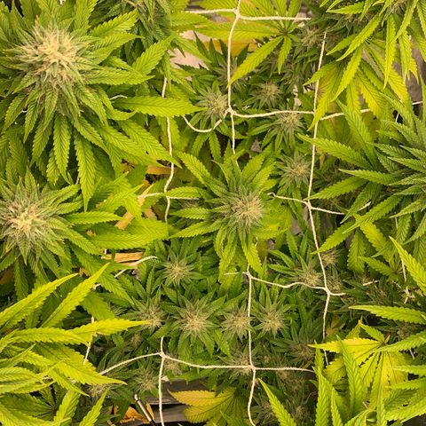 Big Hunk growlog timeline photo