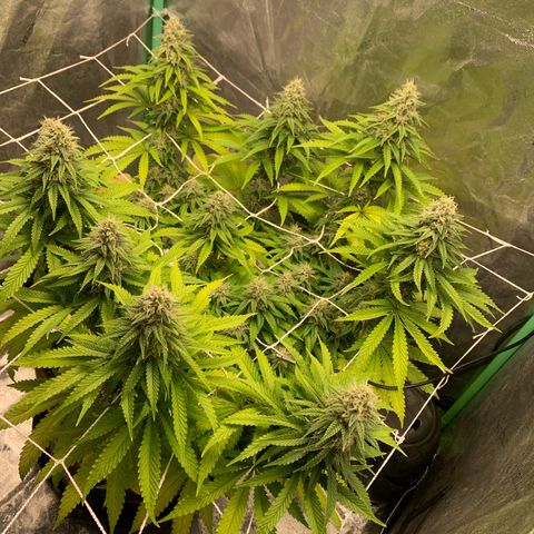 Big Hunk growlog timeline photo