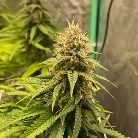 Big Hunk growlog timeline photo