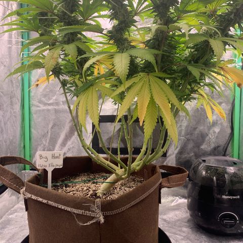 Big Hunk growlog timeline photo