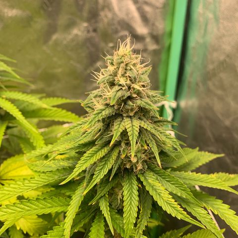 Big Hunk growlog timeline photo