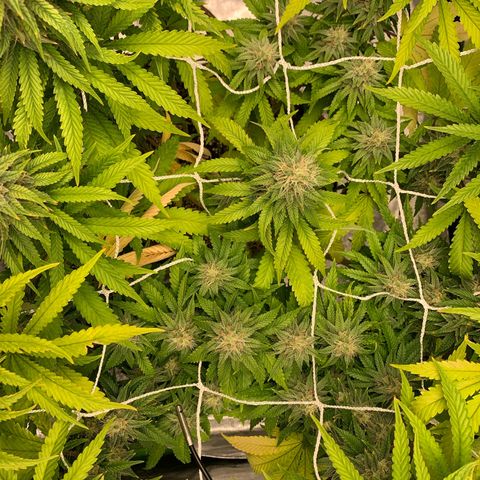 Big Hunk growlog timeline photo