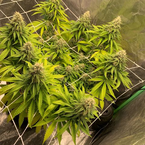Big Hunk growlog timeline photo