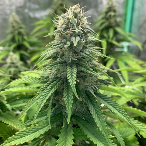 Big Hunk growlog timeline photo