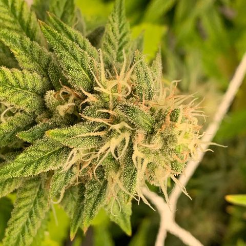 Big Hunk growlog timeline photo