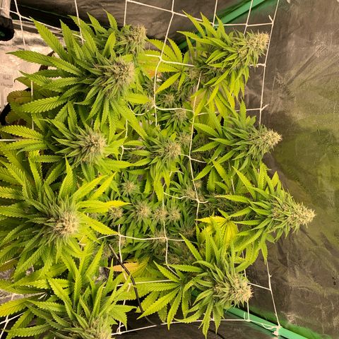Big Hunk growlog timeline photo