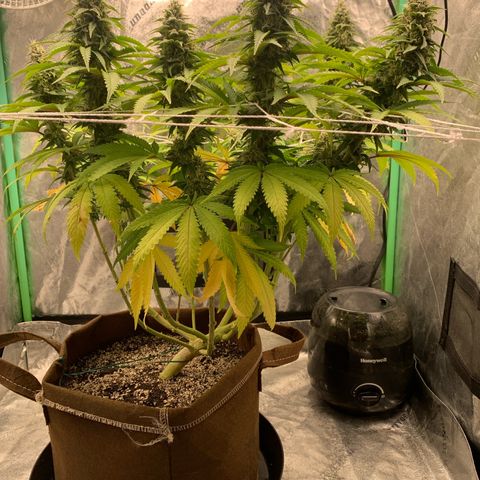 Big Hunk growlog timeline photo