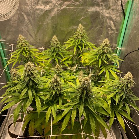 Big Hunk growlog timeline photo