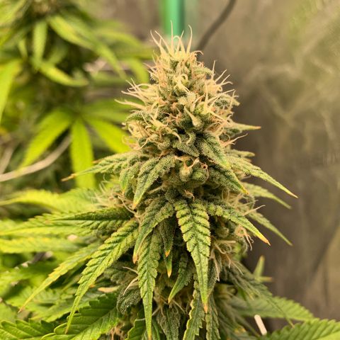 Big Hunk growlog timeline photo