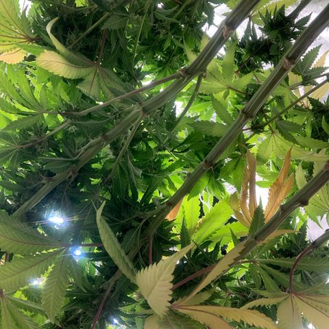 Big Hunk growlog timeline photo