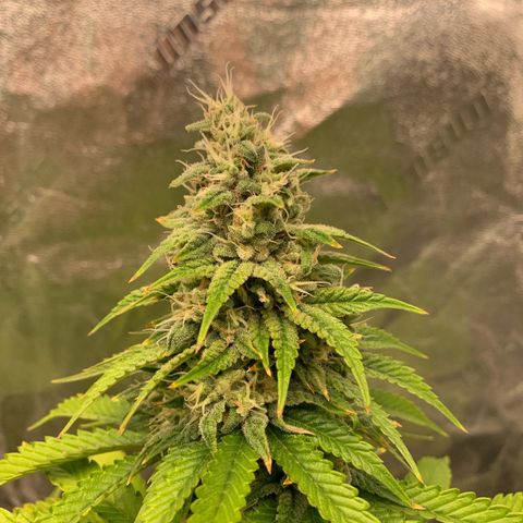 Big Hunk growlog timeline photo