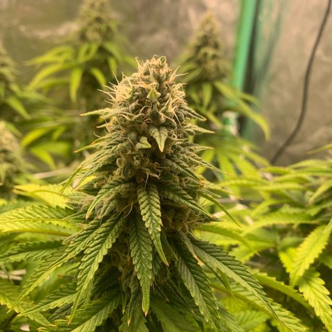 Big Hunk growlog timeline photo