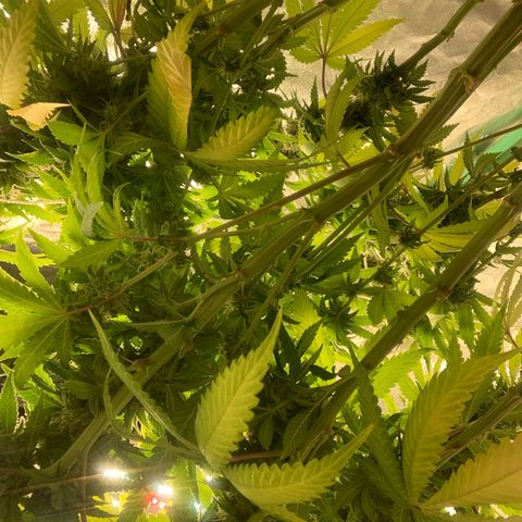 Big Hunk growlog timeline photo