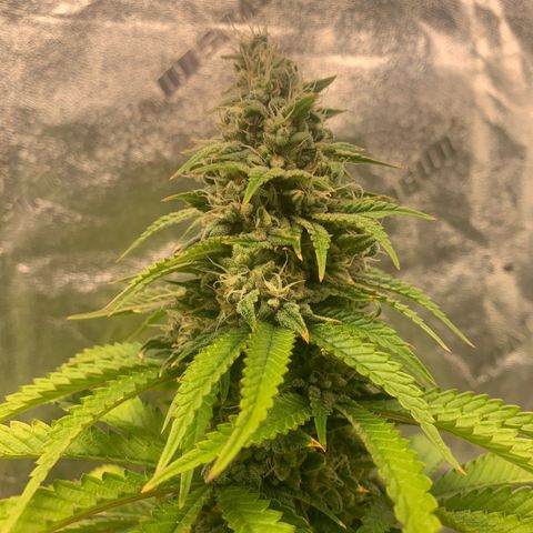 Big Hunk growlog timeline photo