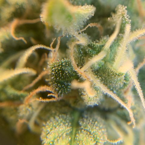 Big Hunk growlog timeline photo