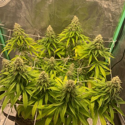 Big Hunk growlog timeline photo
