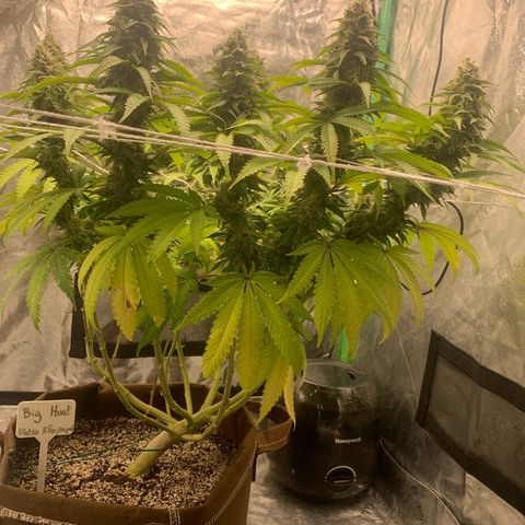 Big Hunk growlog timeline photo