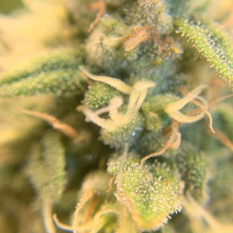 Big Hunk growlog timeline photo