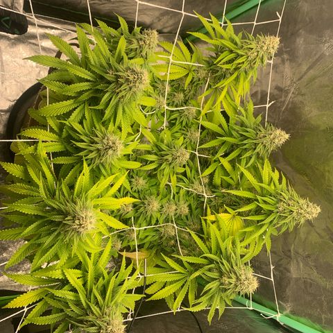 Big Hunk growlog timeline photo
