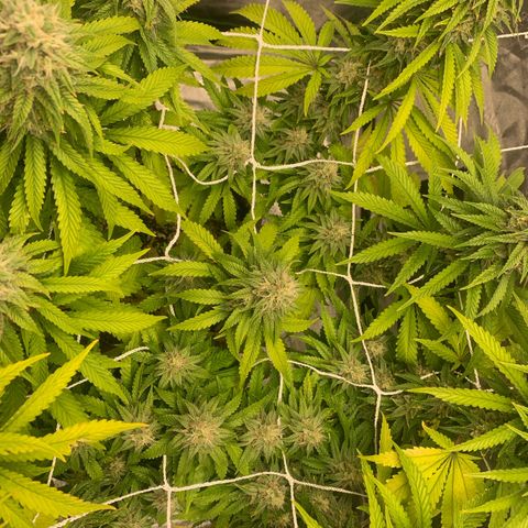 Big Hunk growlog timeline photo