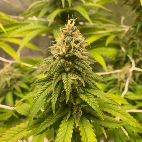 Big Hunk growlog timeline photo