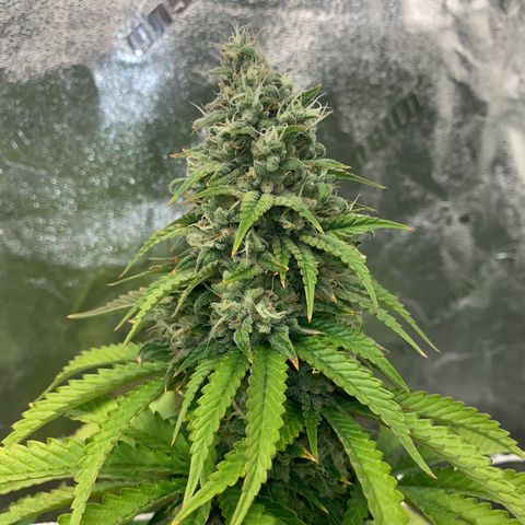 Big Hunk growlog timeline photo