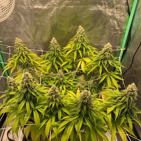 Big Hunk growlog timeline photo